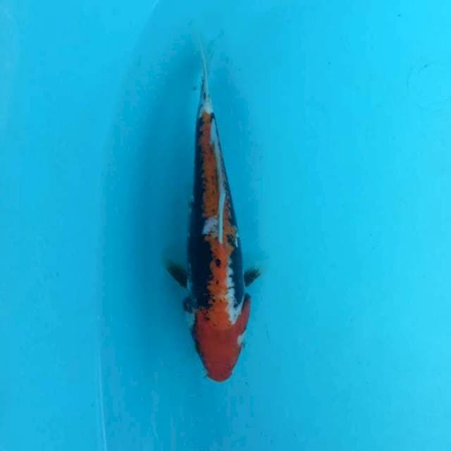 Kumon 20 cm