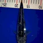 Shusui 25cm