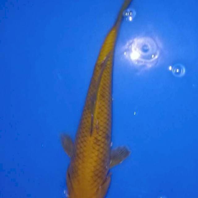 Chagoi tembaga 22cm