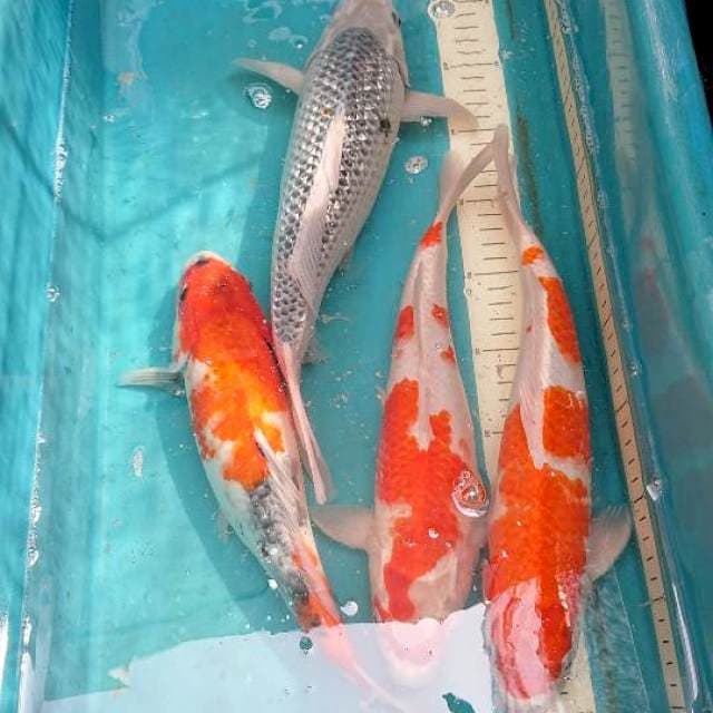 Mix 4 ekor 30-34cm