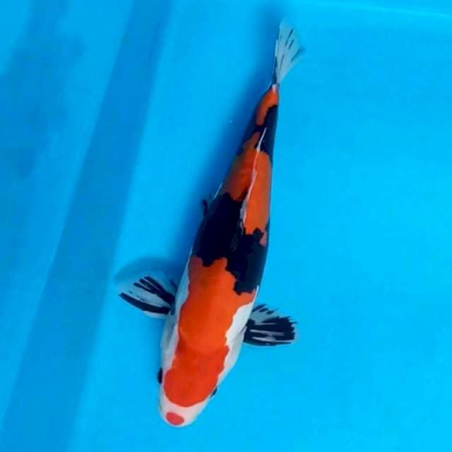Showa doitsu murni jantan 34cm 