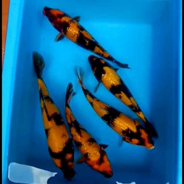 HI UTSURI 25 - 30 CM