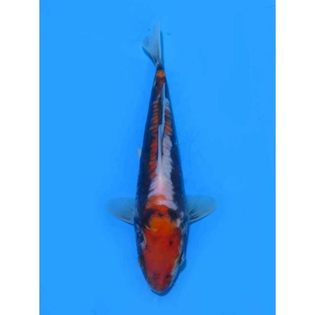 Beni Kumonryu - 14cm  Male