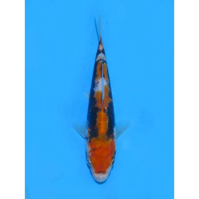 Beni Kumonryu - 13cm Male
