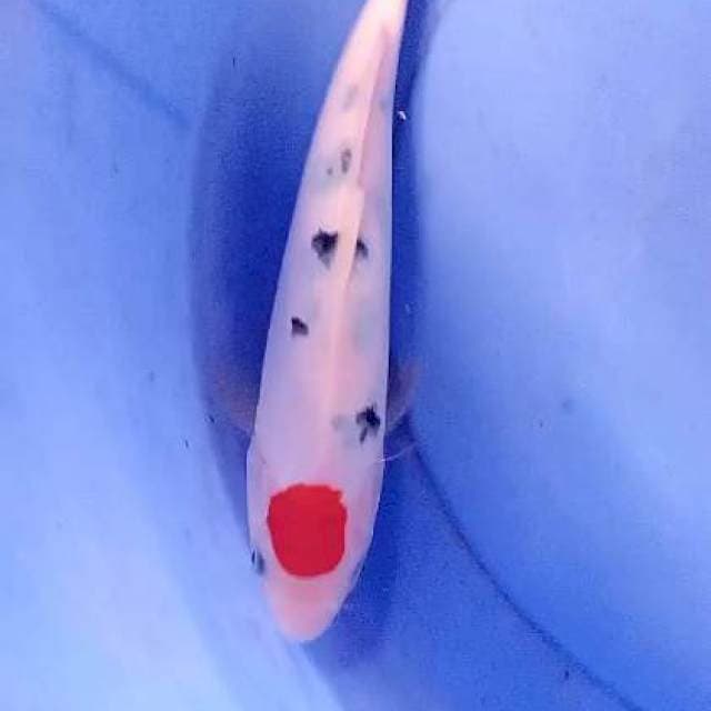 Tanco sanke 28 cm