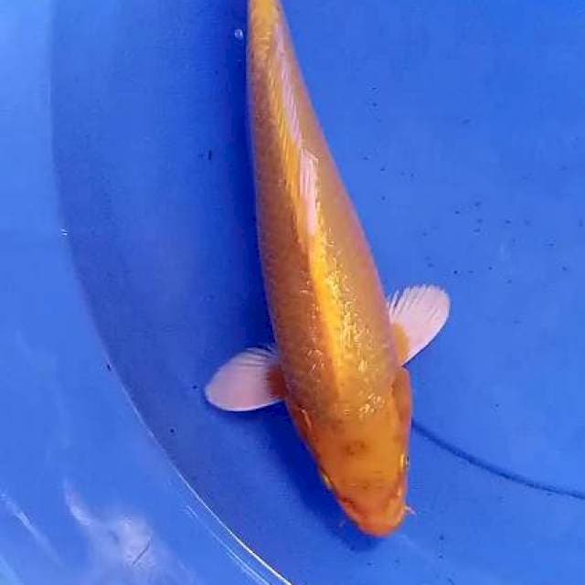 Karasi ogon ginrin 31 cm