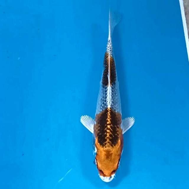 Kujaku, 15 cm