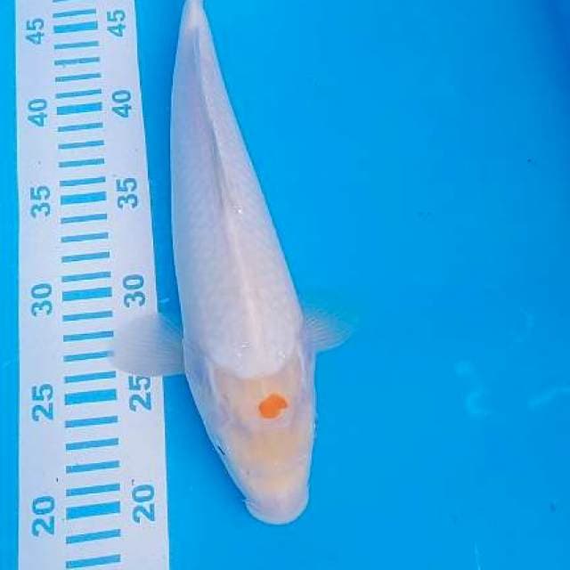 Tanco KOHAKu 35cm
