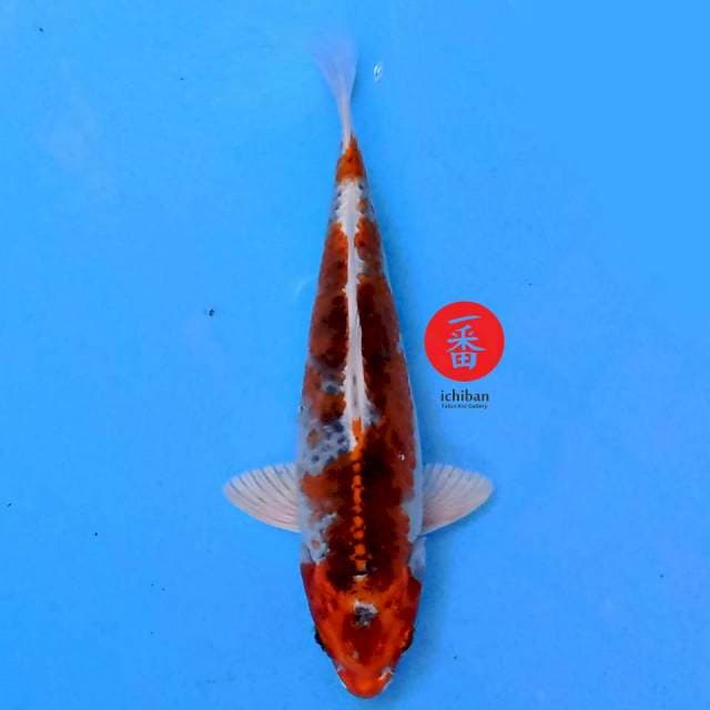 Kujaku 19 cm