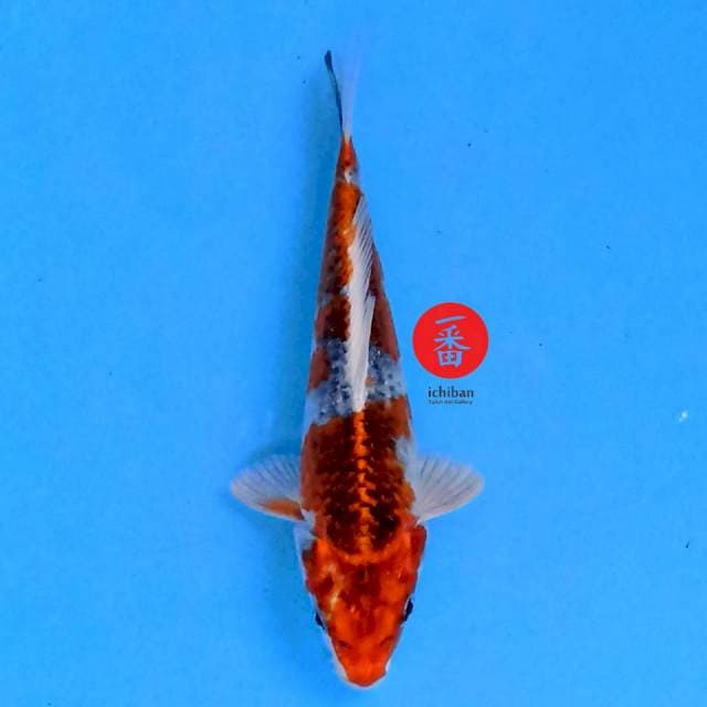 Kujaku 16 cm
