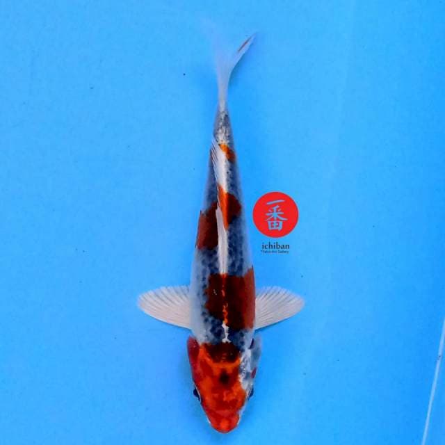Kujaku 16 cm