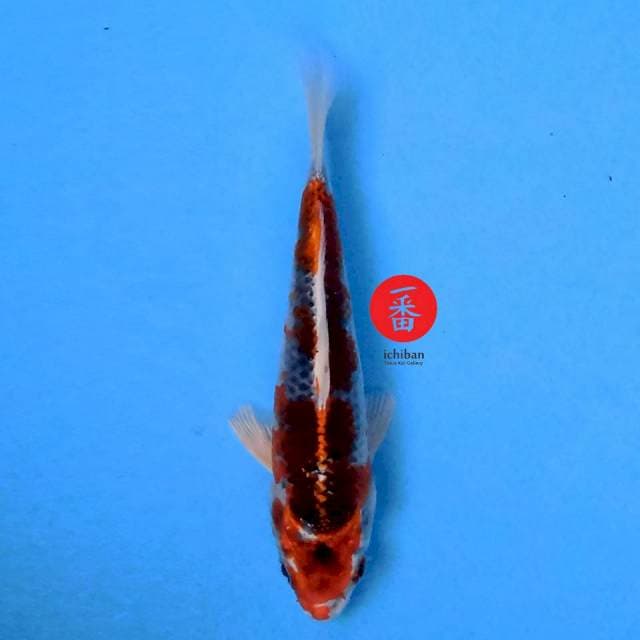 Kujaku 16 cm