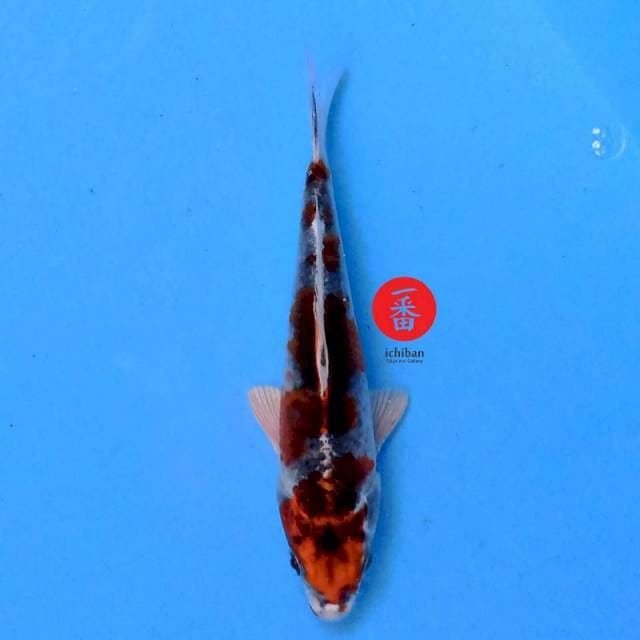 Kujaku 16 cm