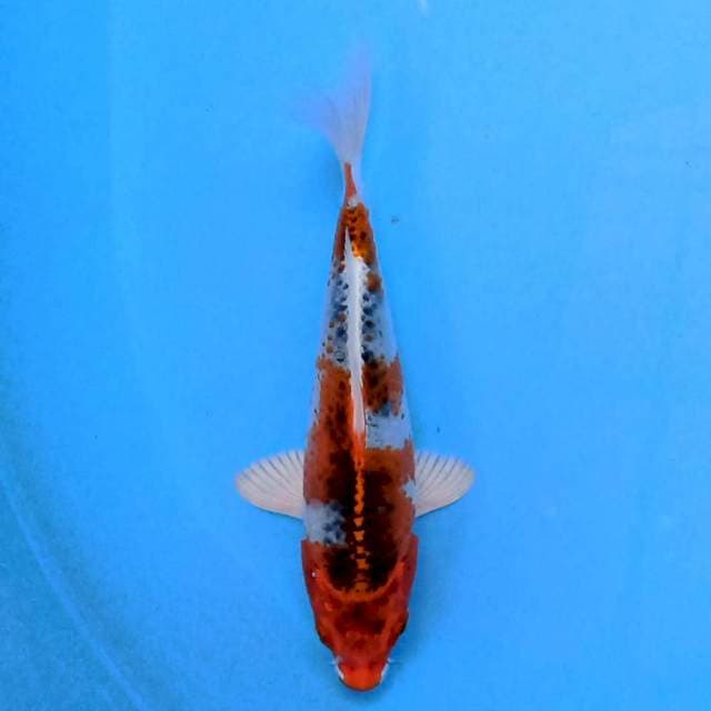 Kujaku 17cm