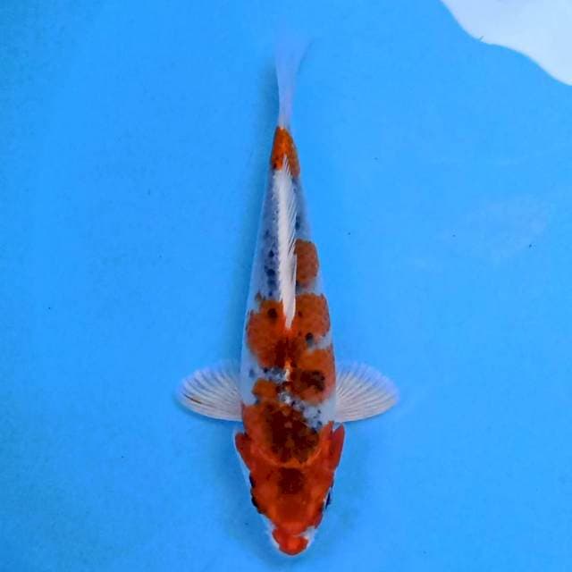 Kujaku 18cm