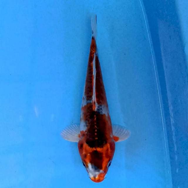 Kujaku 18cm