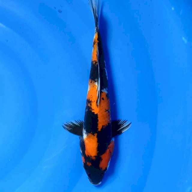 Showa 30cm