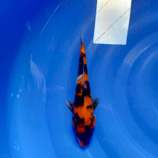 Showa 28cm