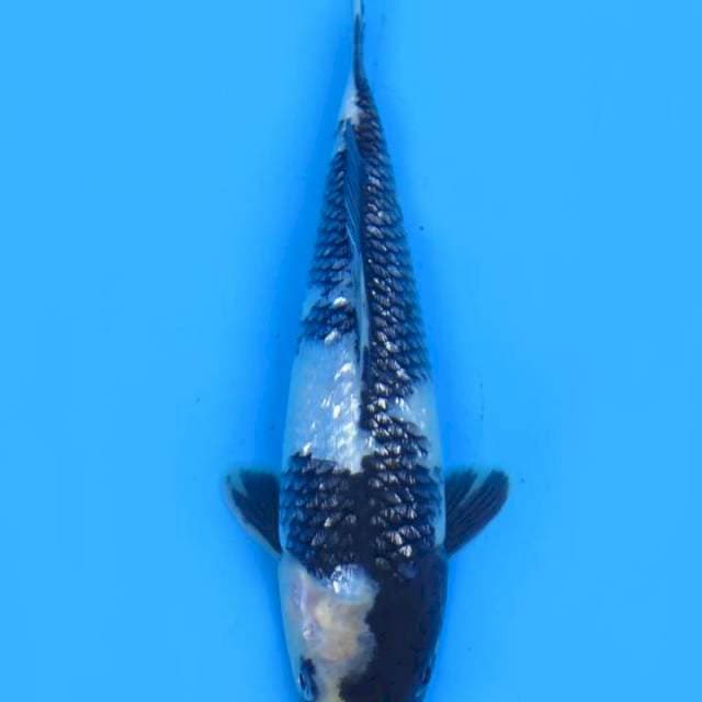 Shigin full 20cm