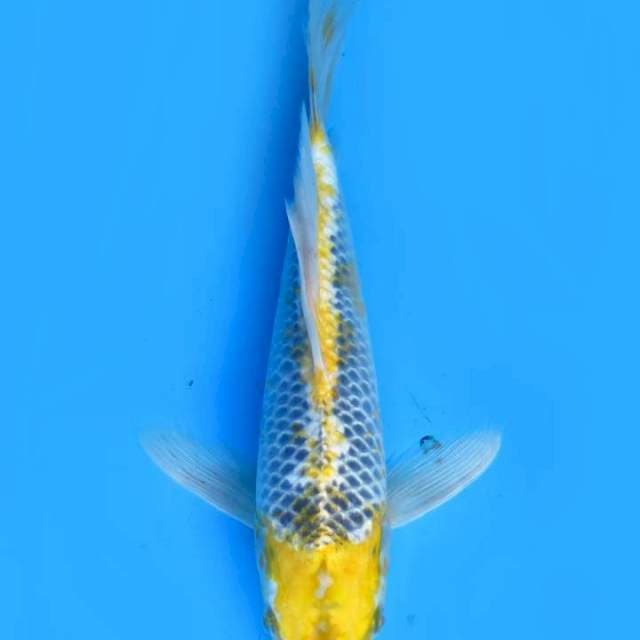 Kumpay 33cm