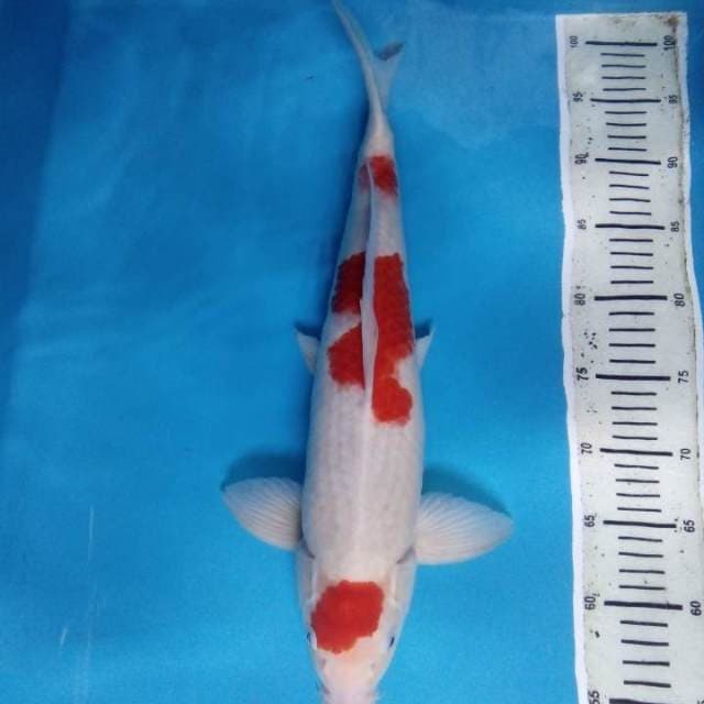 Kohaku 45 cm