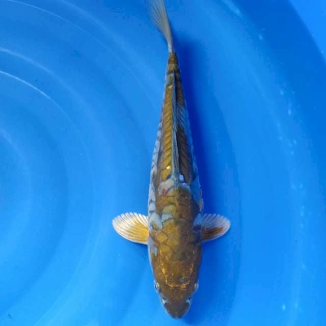 Kikko 35cm