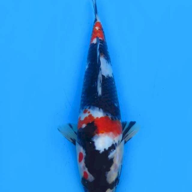 Showa 27cm