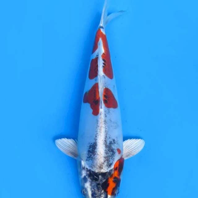 Kikokuryu 24cm