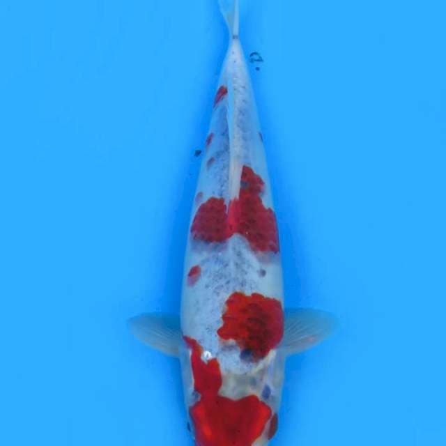 Goshiki 27cm