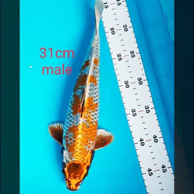 Ochiba kogane strong 31cm male