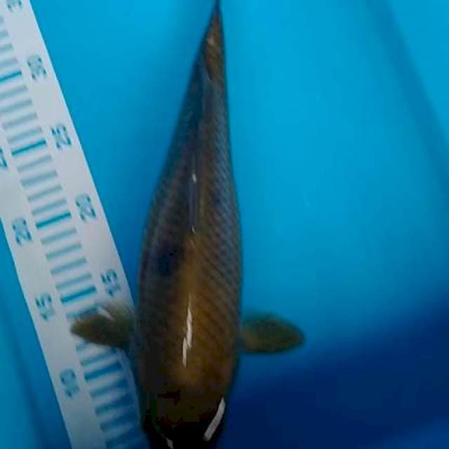 Cagoi Midori 35cm