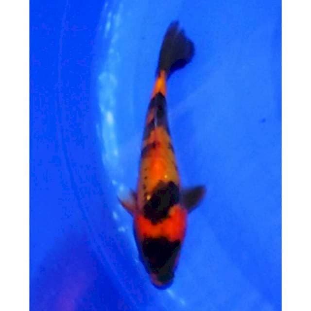 Hi Utsuri Doitsu 24cm