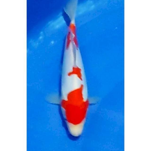 Strong Doitsu Kohaku Original 24cm