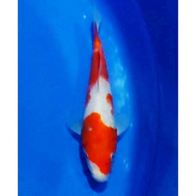 2step Original Kohaku Aragoke 21cm