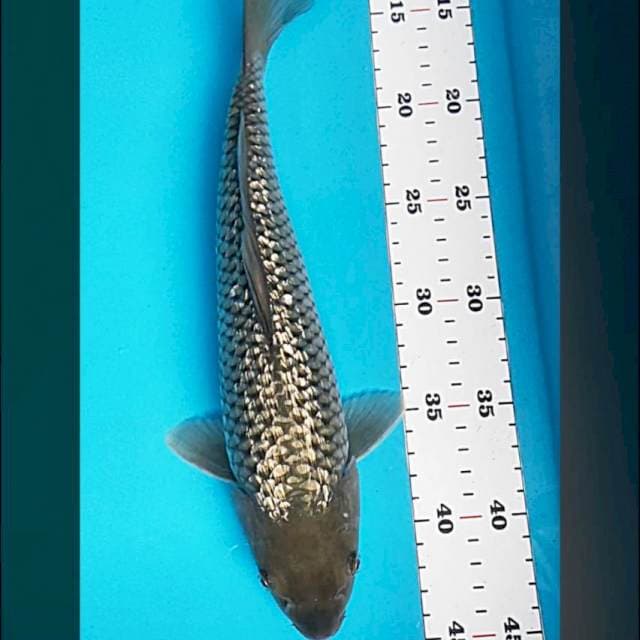 Soragoi ginrin 31cm
