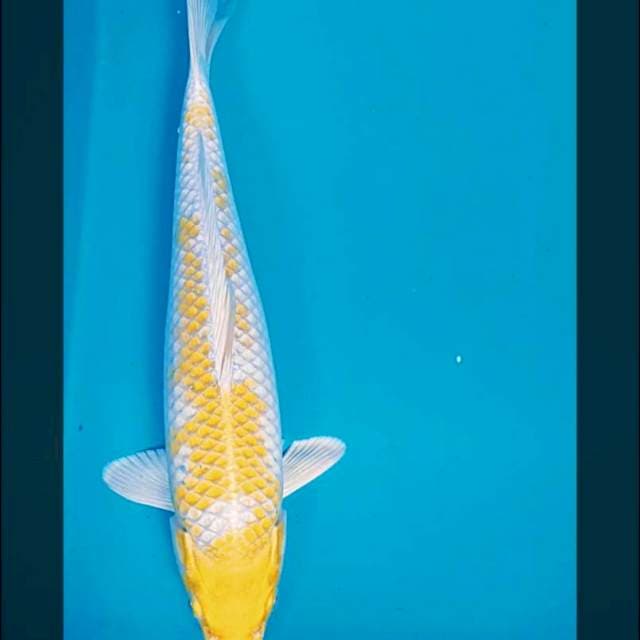 Hariwake 34cm