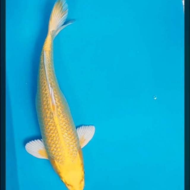 Ogon bulky ginrin 31cm male