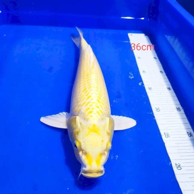 Ogon 36 cm