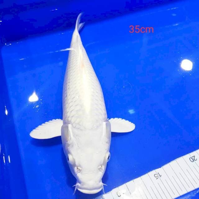 Platinum 35cm