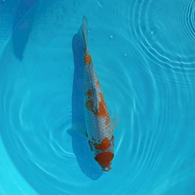 MARUTEN UCHIBA