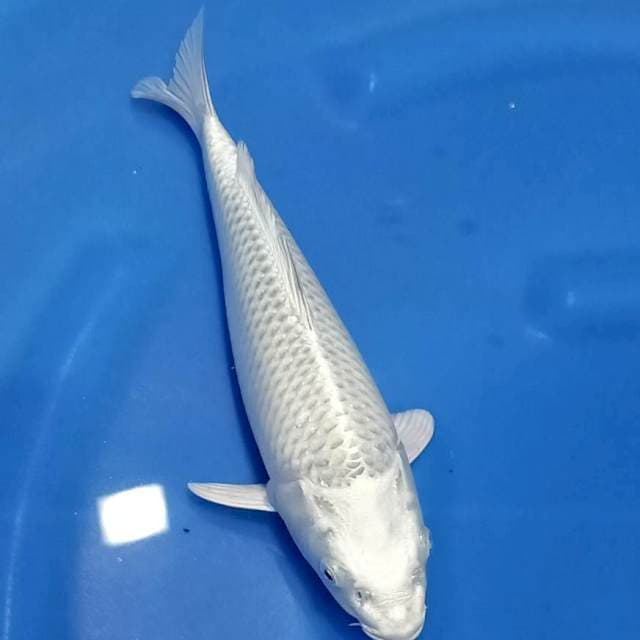Gin matsuba punuk 28cm
