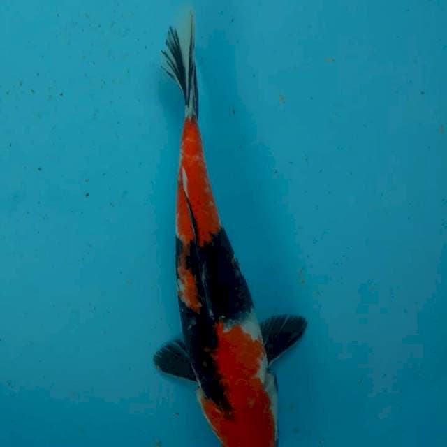 Showa 29 cm
