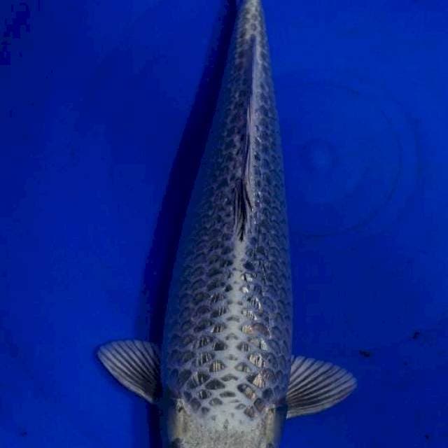 Hikarimomo 40cm