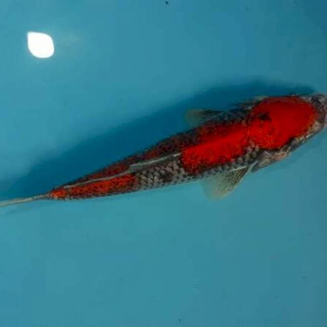Beni matsukawabake