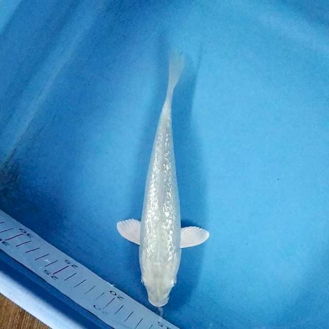 Soragoi Full ginrin 23cm