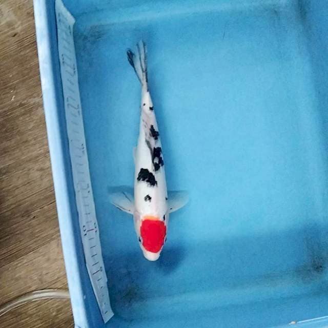 27cm