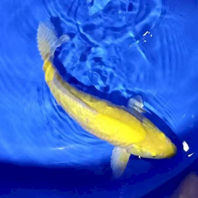 Karashi punuk 40cm