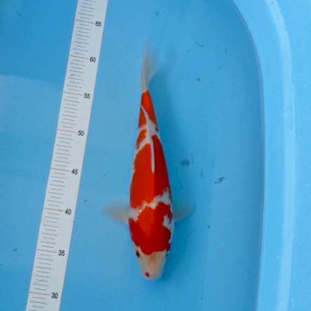 Kohaku