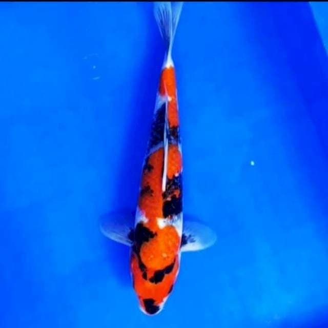 Showa Shansoku size 33cm