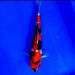 Showa Shansoku size 33cm 